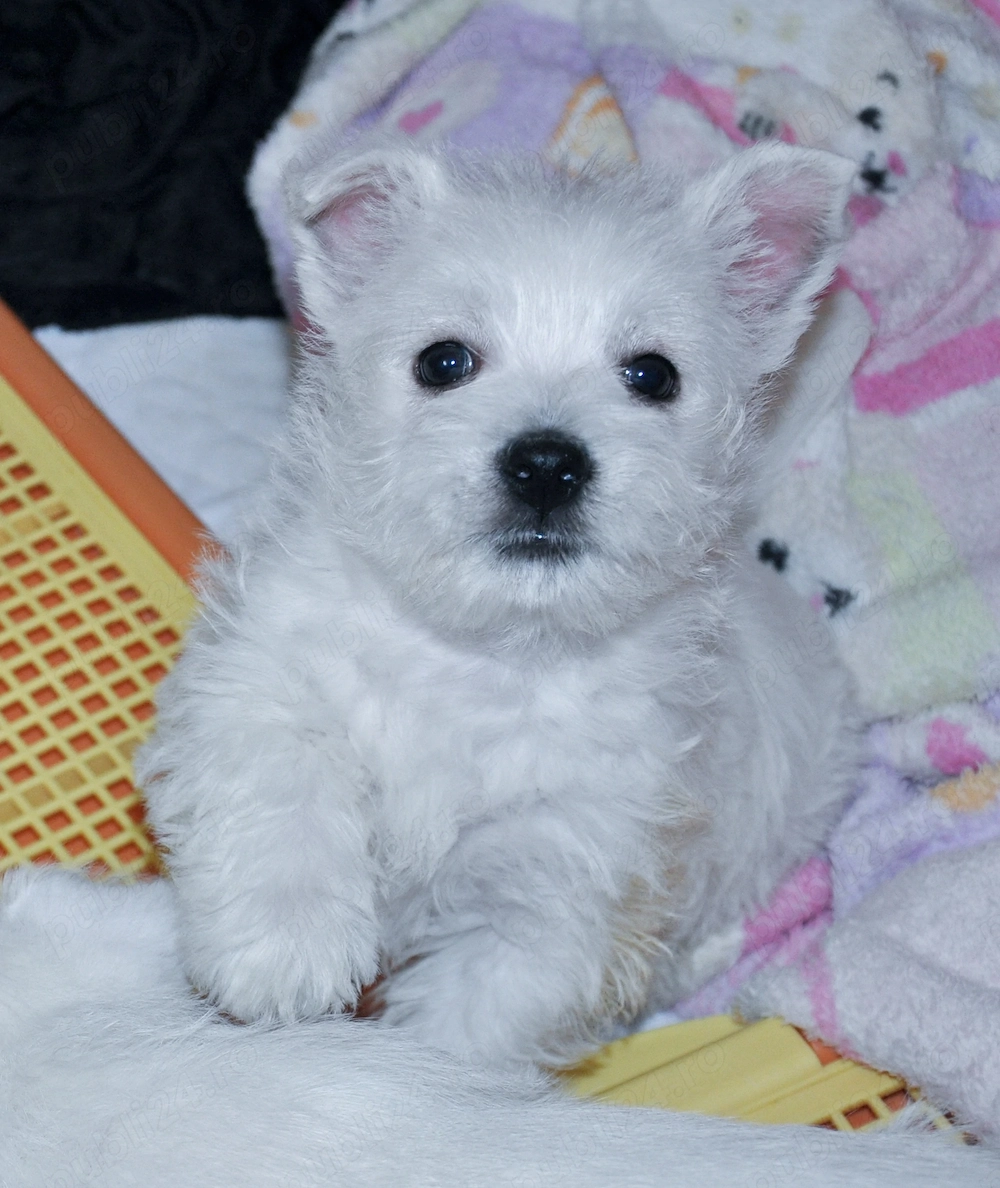 Pui westie cu pedigree