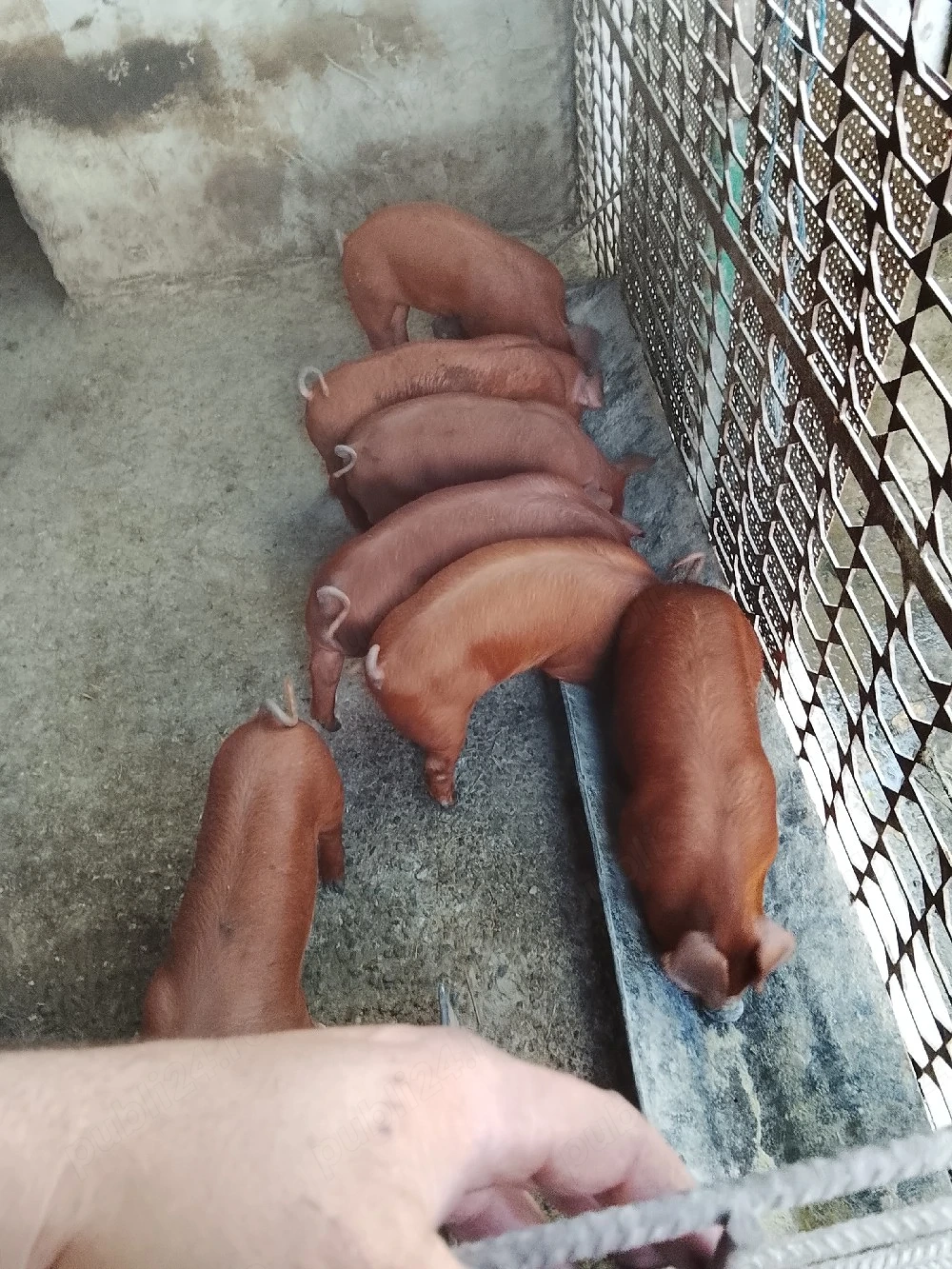 purcei duroc
