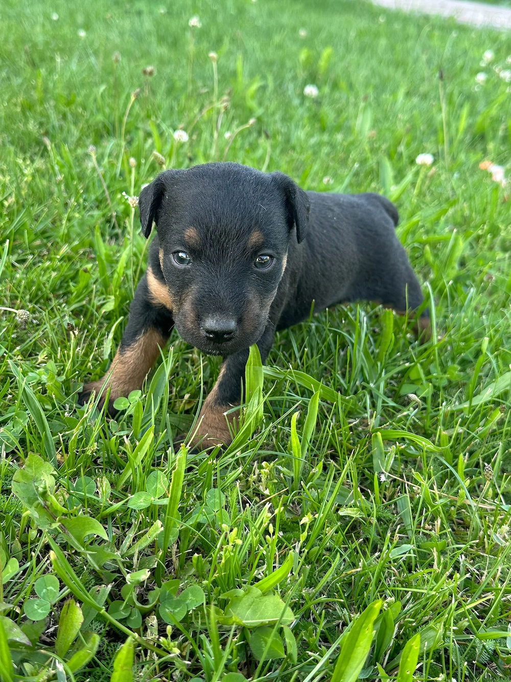 Femela jagd terrier 