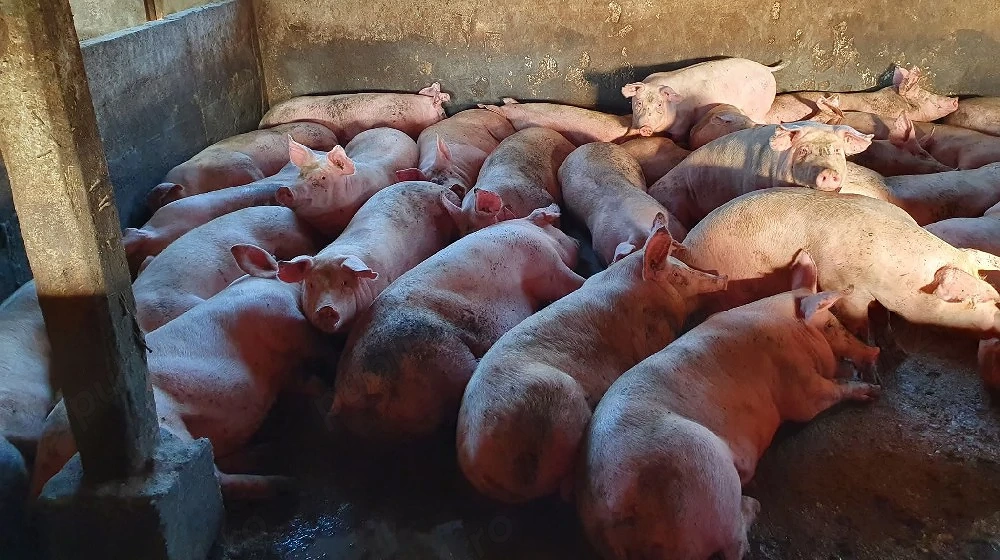 soldani de carne 60-75 kg