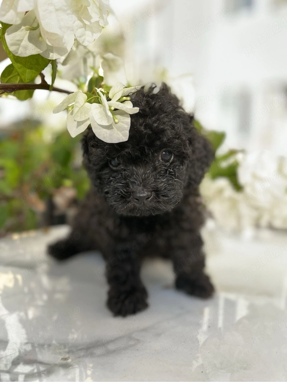 Caniche pudel pitic