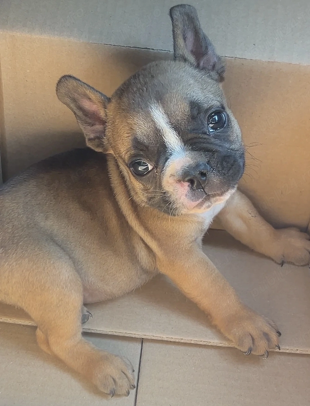 Bulldog francez buldog 