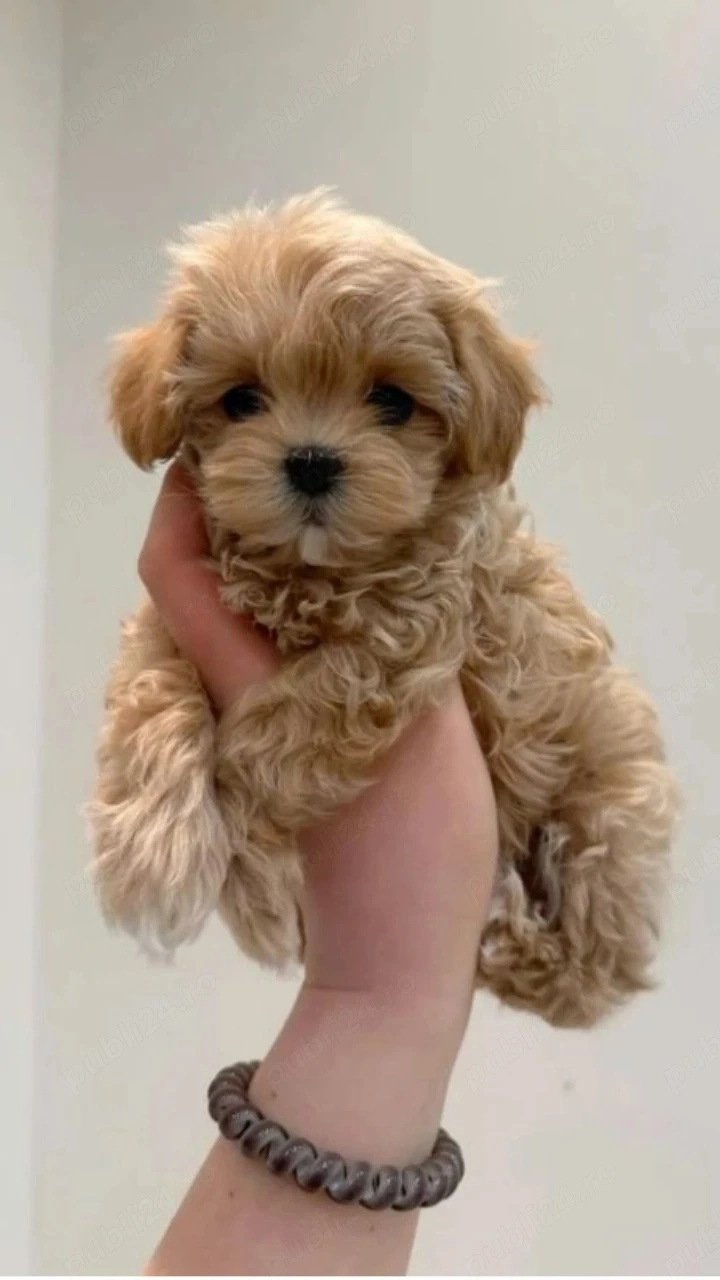 Baietel maltipoo mini 