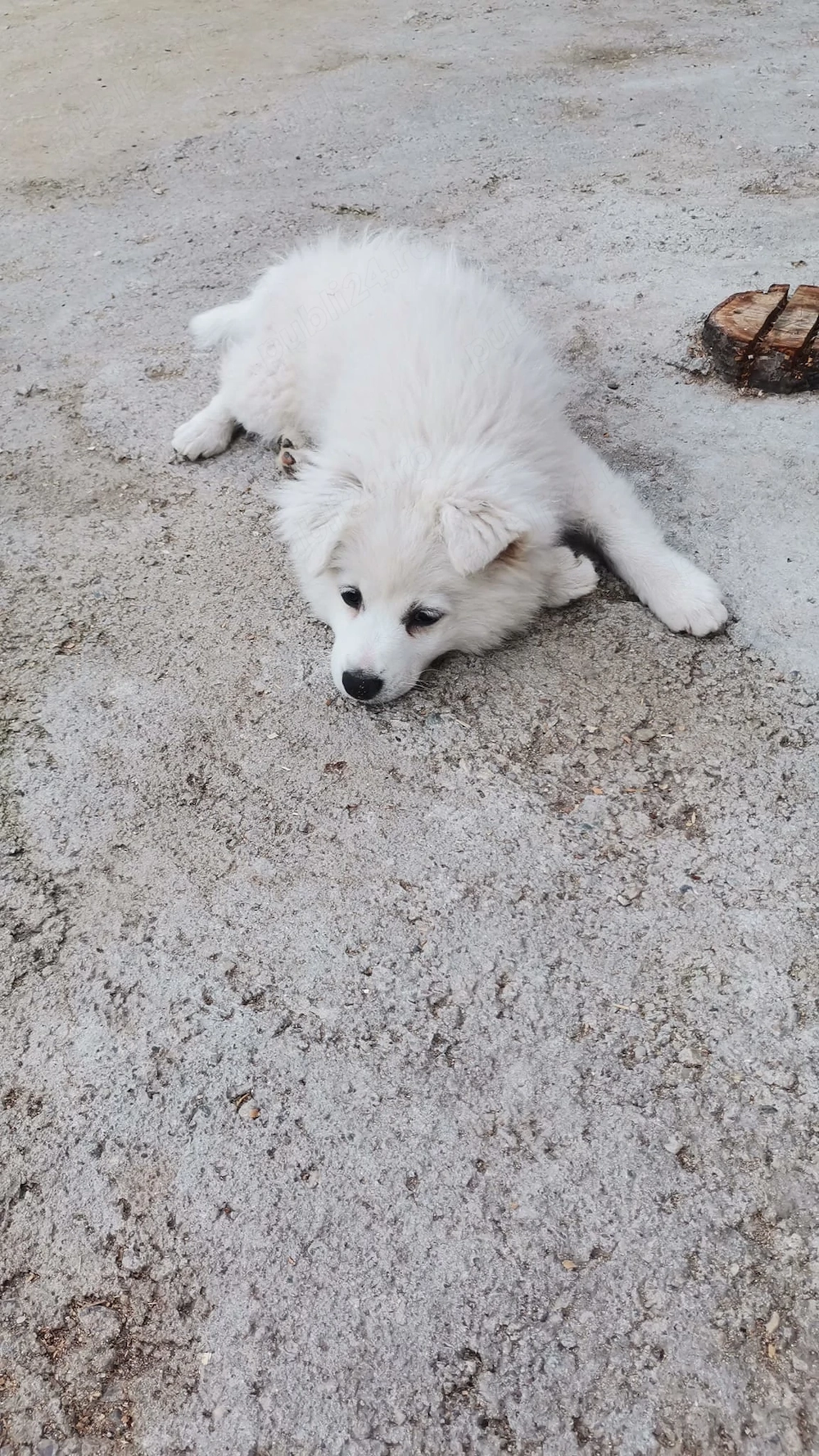 pui spitz japonez brasov