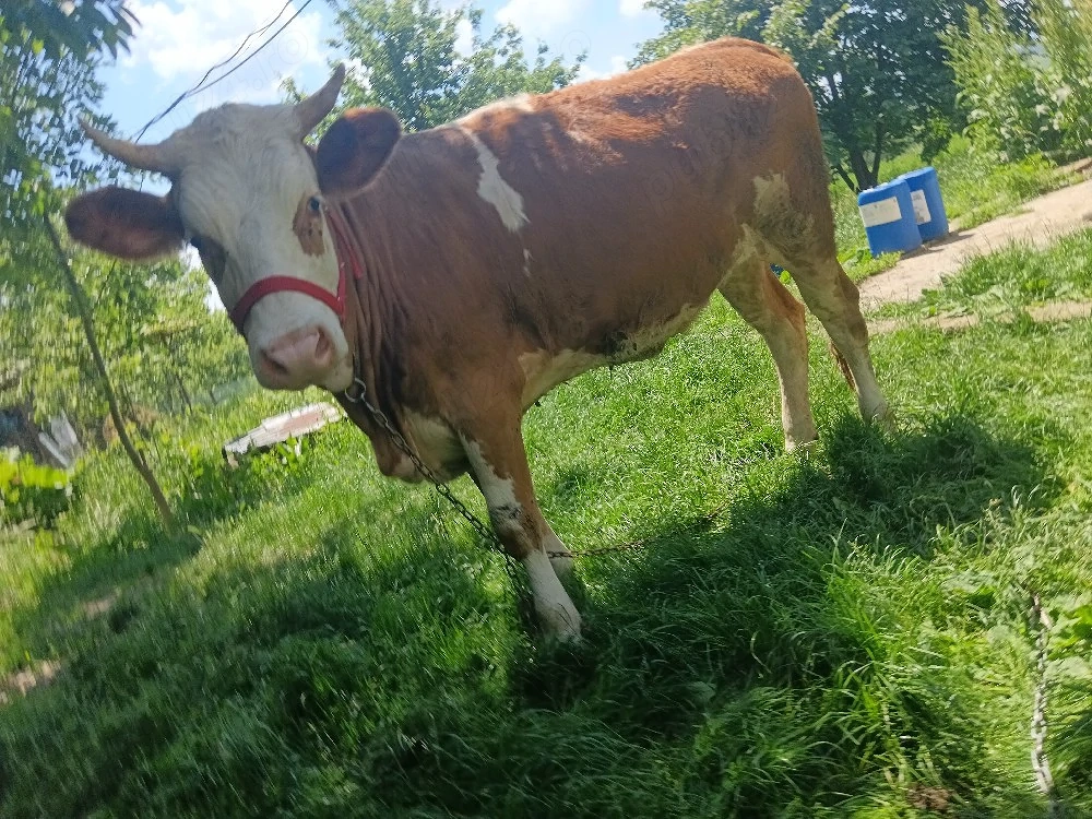 pret fix junca bălțată romaneasca gestanta