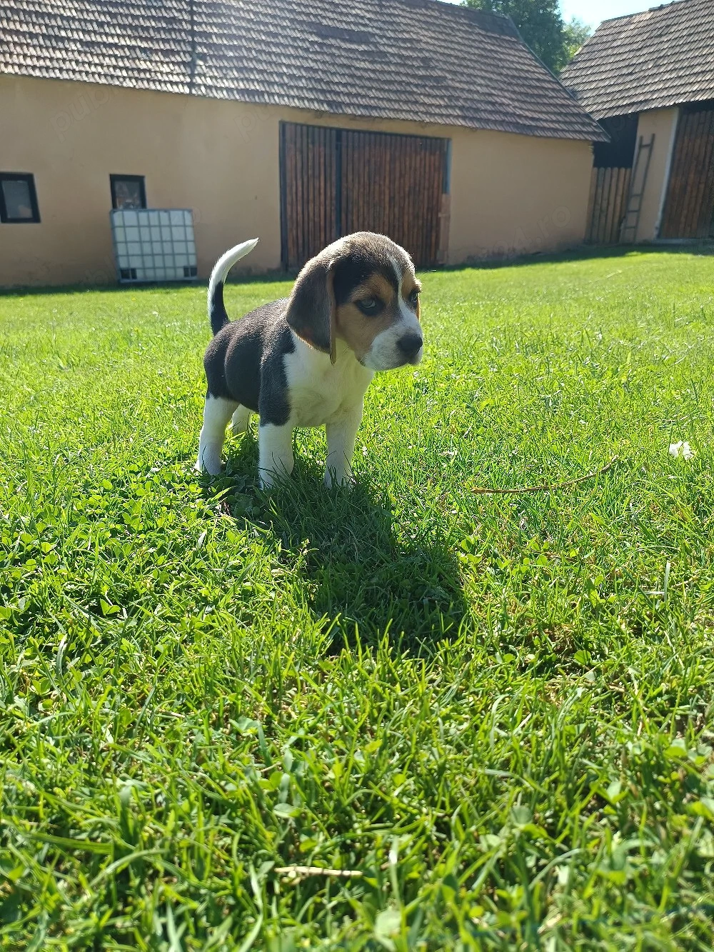 Cățel Beagle Tricolor 