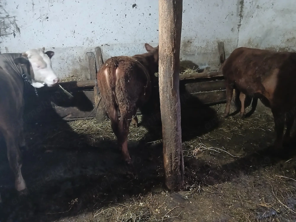 Vând două vitele și un tauras 250