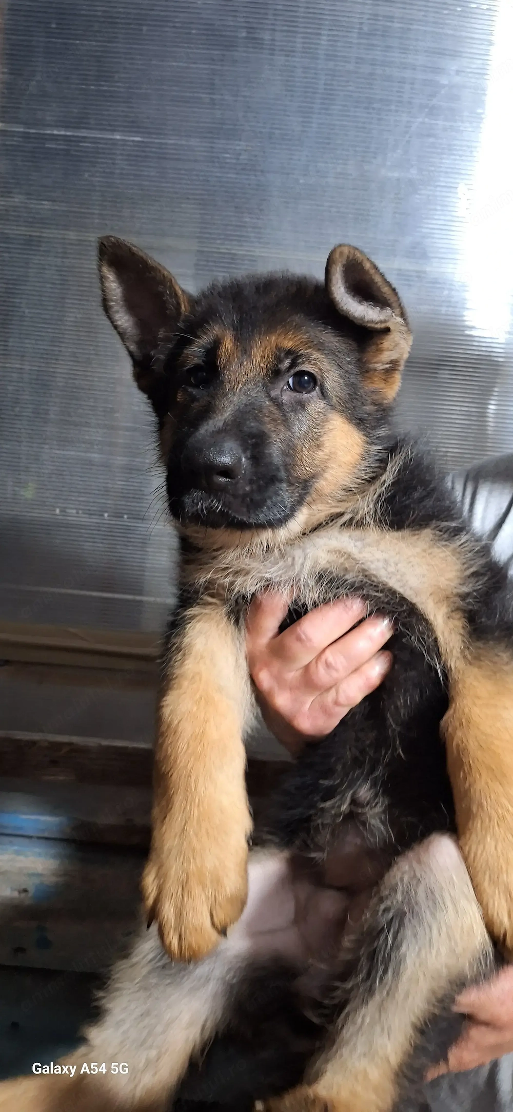 Pui ciobanesc german  cu pedigree