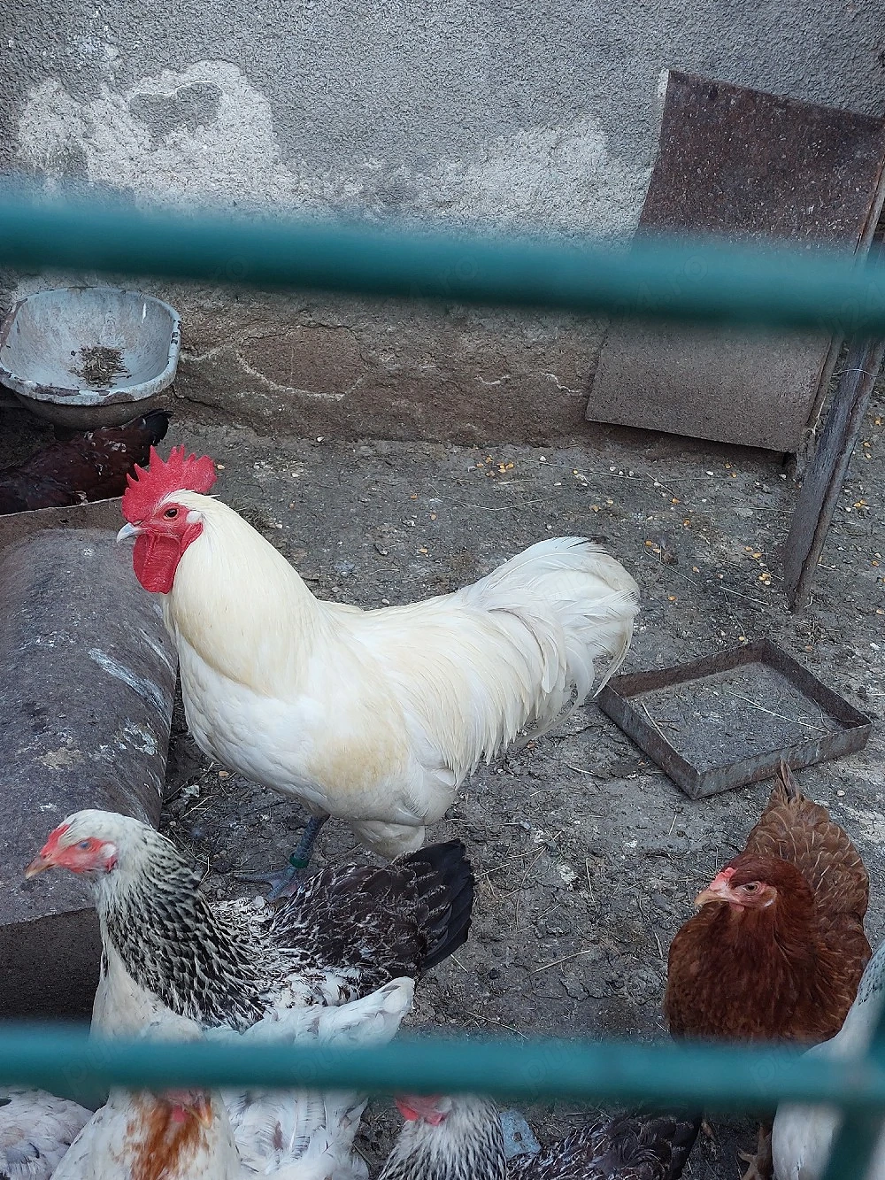 cocoș Australop alb