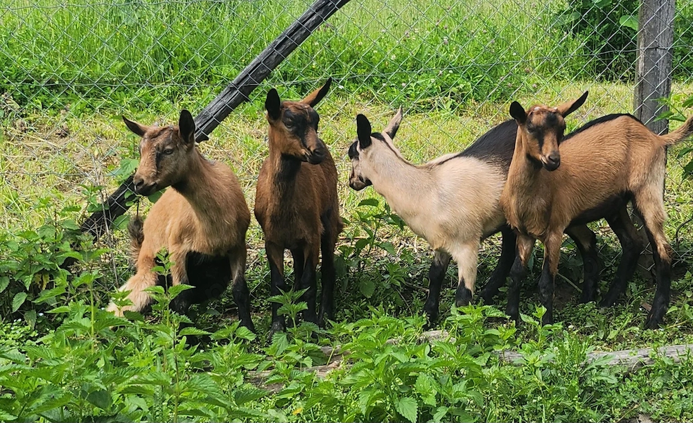 Ieduti de vanzare