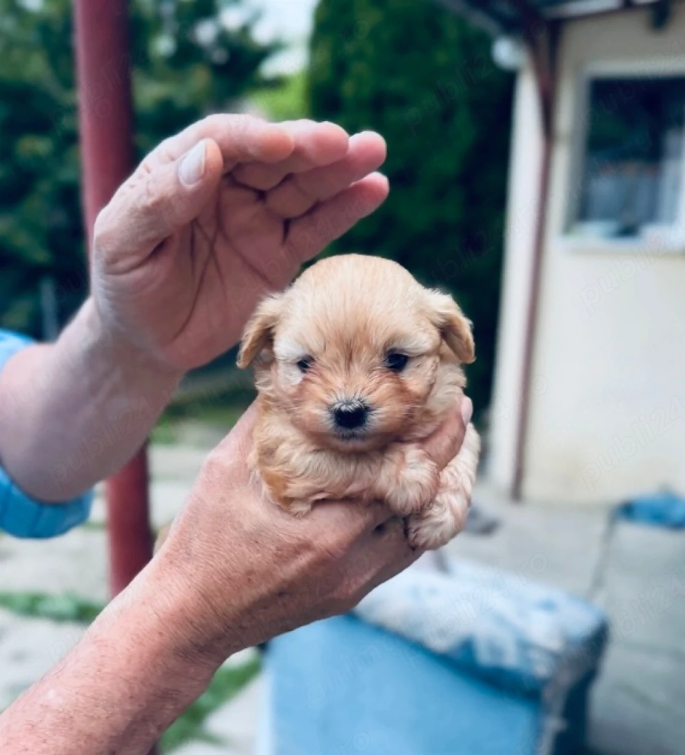 Bichon miny toy 6 saptamani 