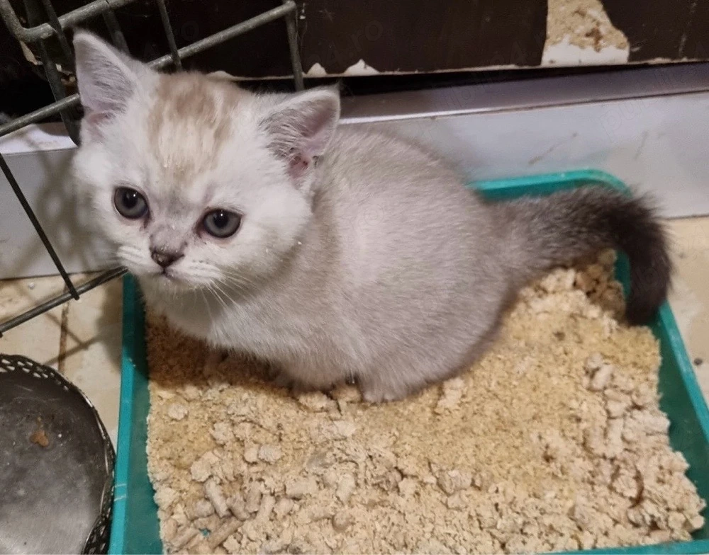 ragdoll jucaus 