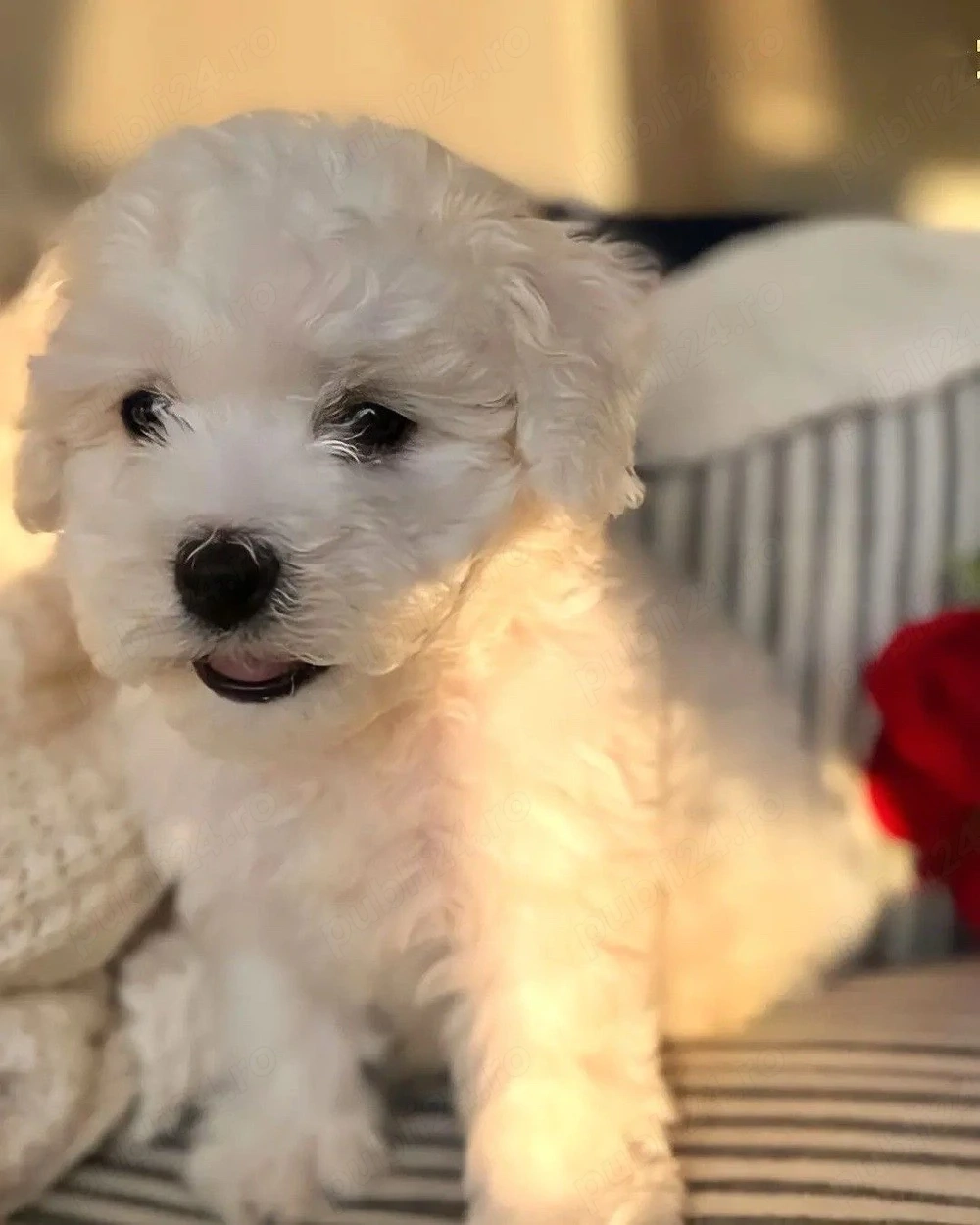 Bichon Maltez