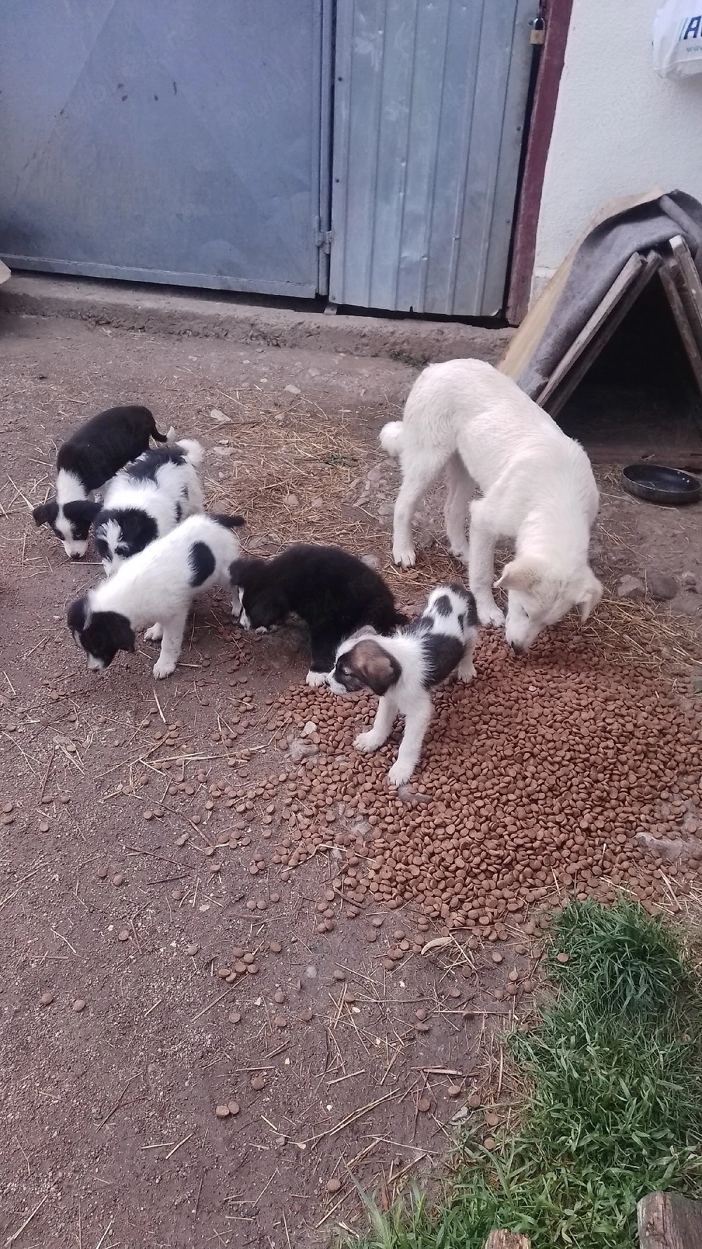 donez căței kangal ciobănesc pentru pază