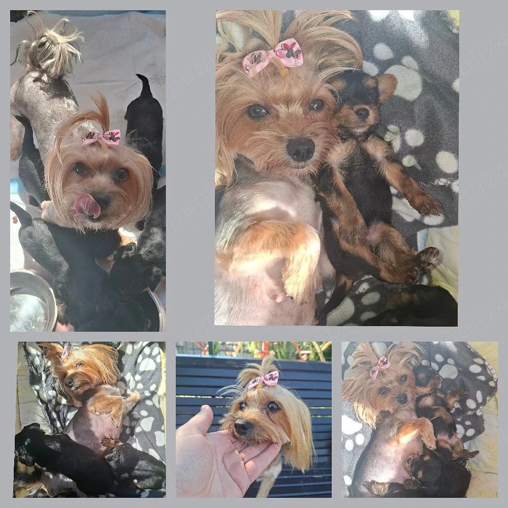 cațeluși yorkshire terrier