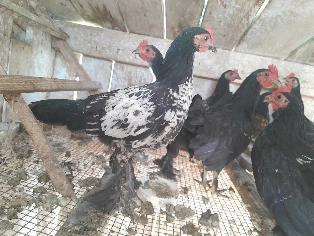 Cocoși mii de flori de vânzare 