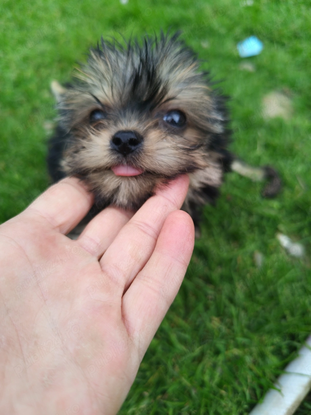 Yorkshire terrier Băiețel 3 luni 
