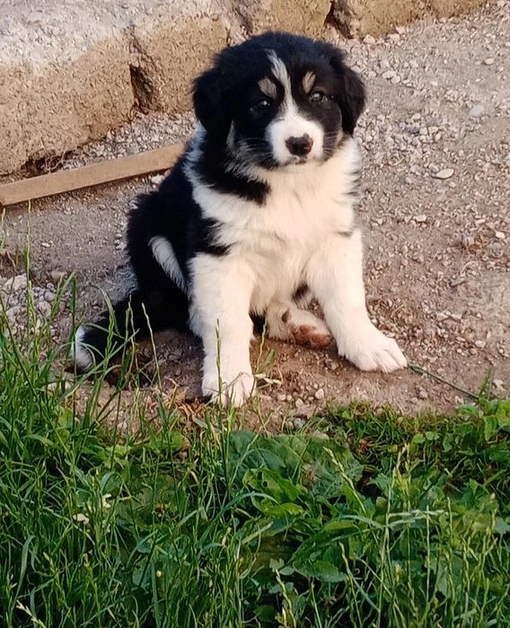 Vând căței ciobănești