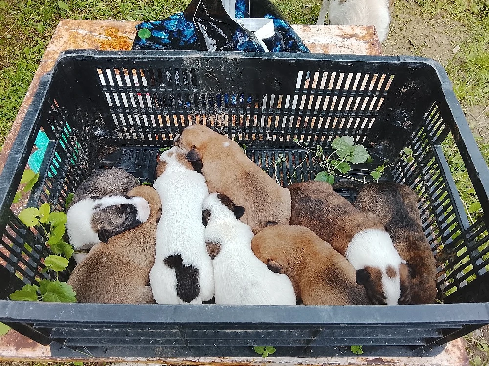de vânzare câini au 1 o săptămână jumate