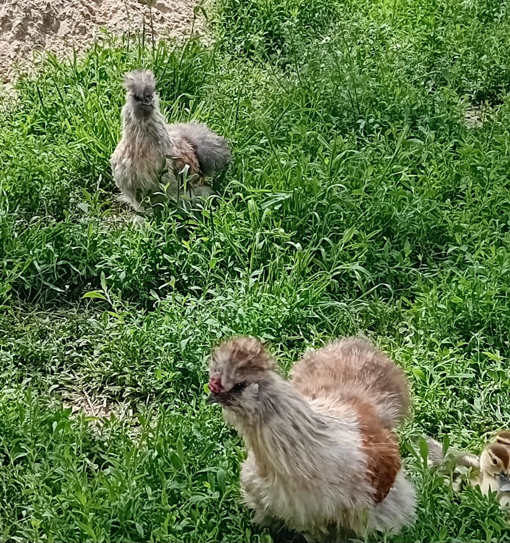 Cocoși mătase japoneză dacă nu ,schimb un cocoș cu o găină mătase japoneză 