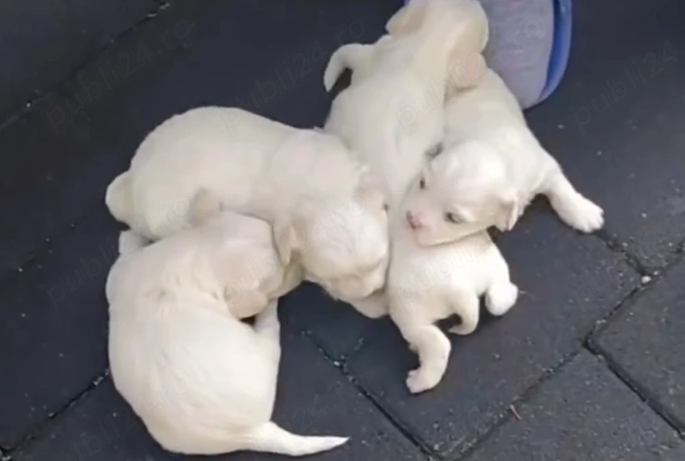 Vând pui Bichon Maltez 