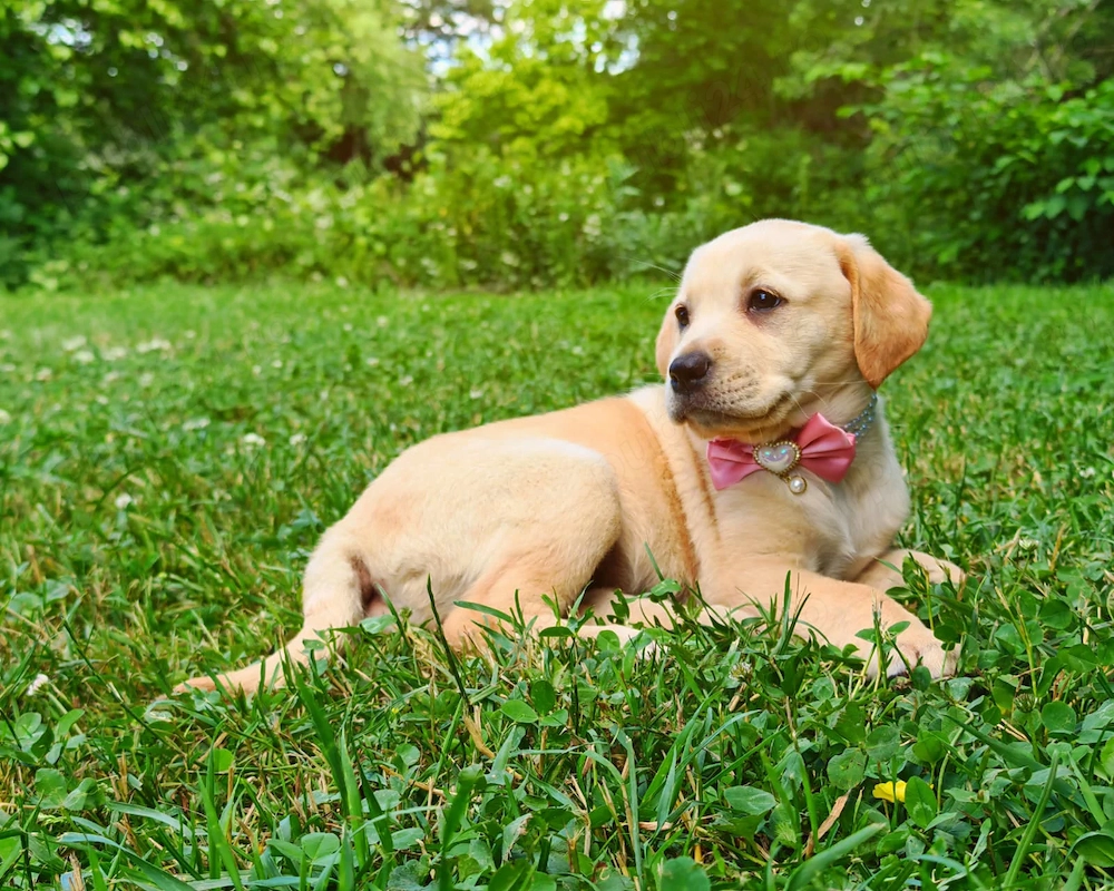 Pui Labrador Retriever superbi   gata să își găsească o familie iubitoare! 
