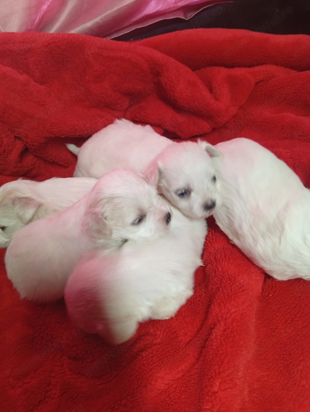 De vânzare bichon maltez mini toy la 600 lei bucata ,dacă se ia toți negociabil , 3 căței șicățelușe
