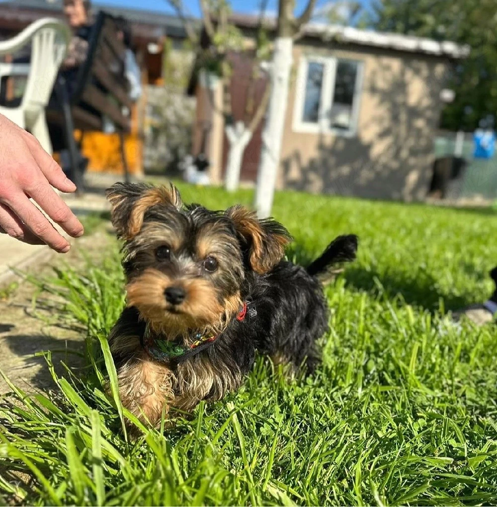 pui yorkshire terrier 2 luni  2 vaccine