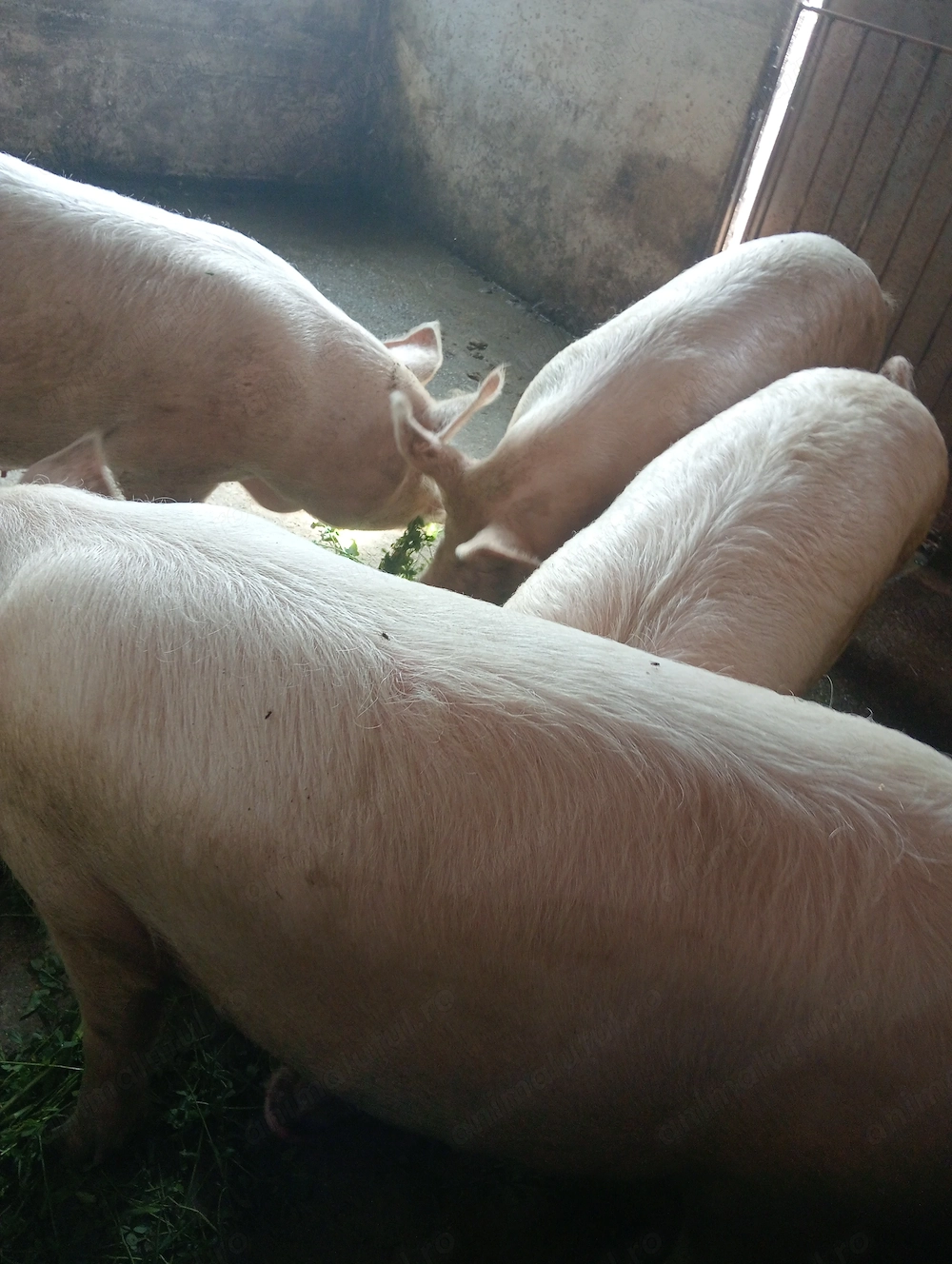 Vind porci de casa crescuți 100%natural cu propriile cereale.(putem demonstra) 