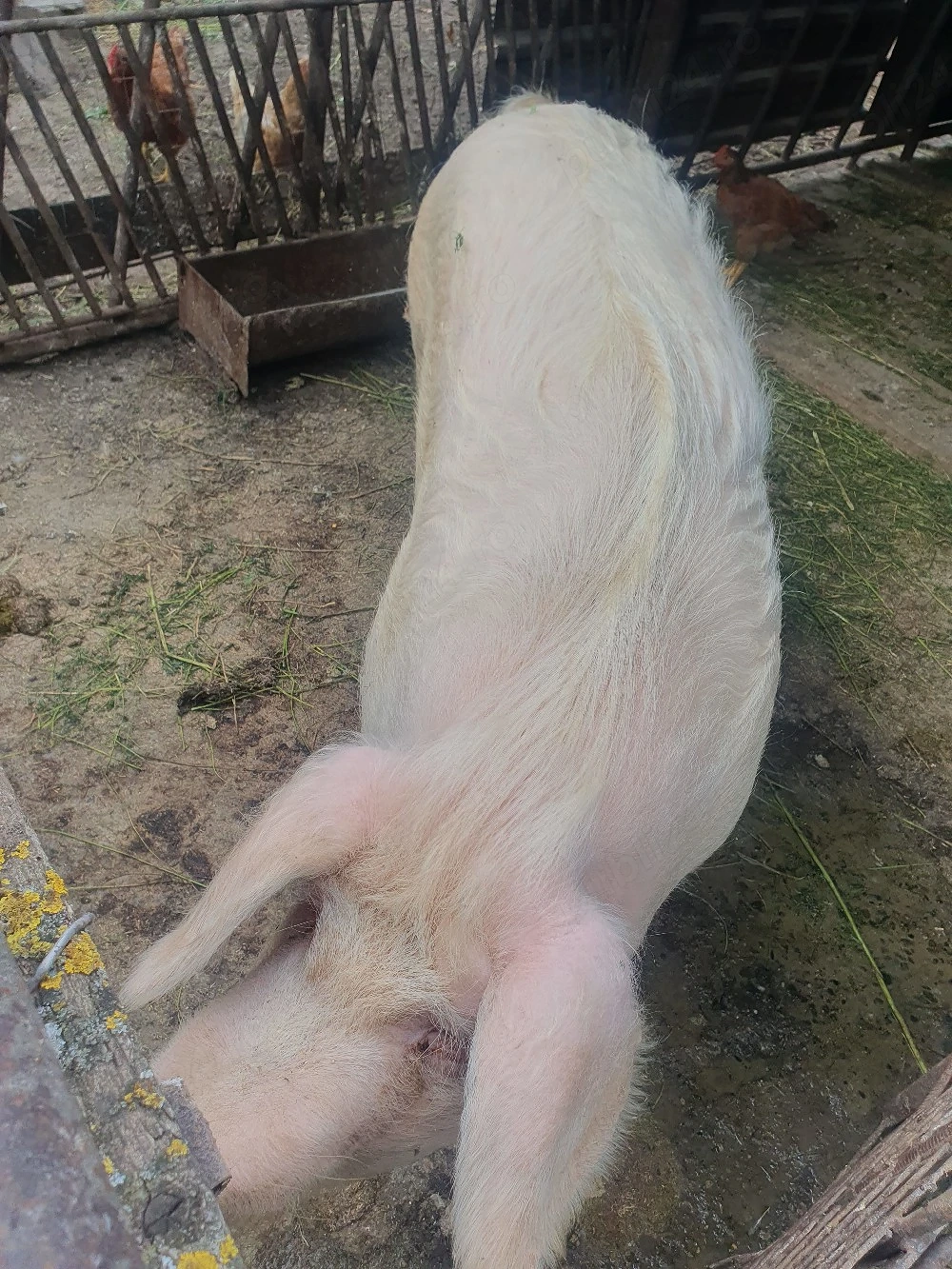 vand porc 