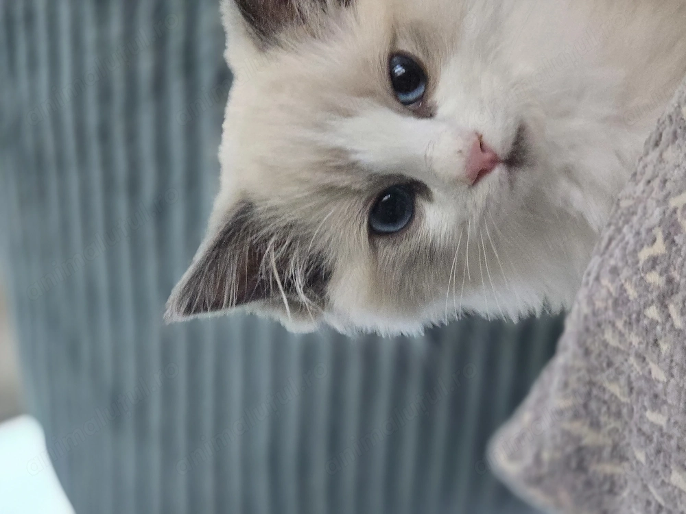 Ragdoll blue de vanzare, 13saptamani, mascul, invatat la litiera