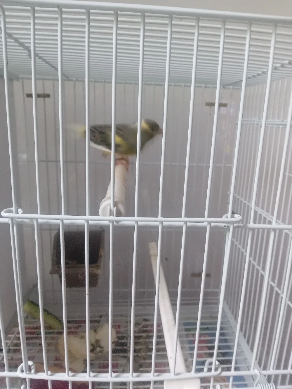 canari de vanzare