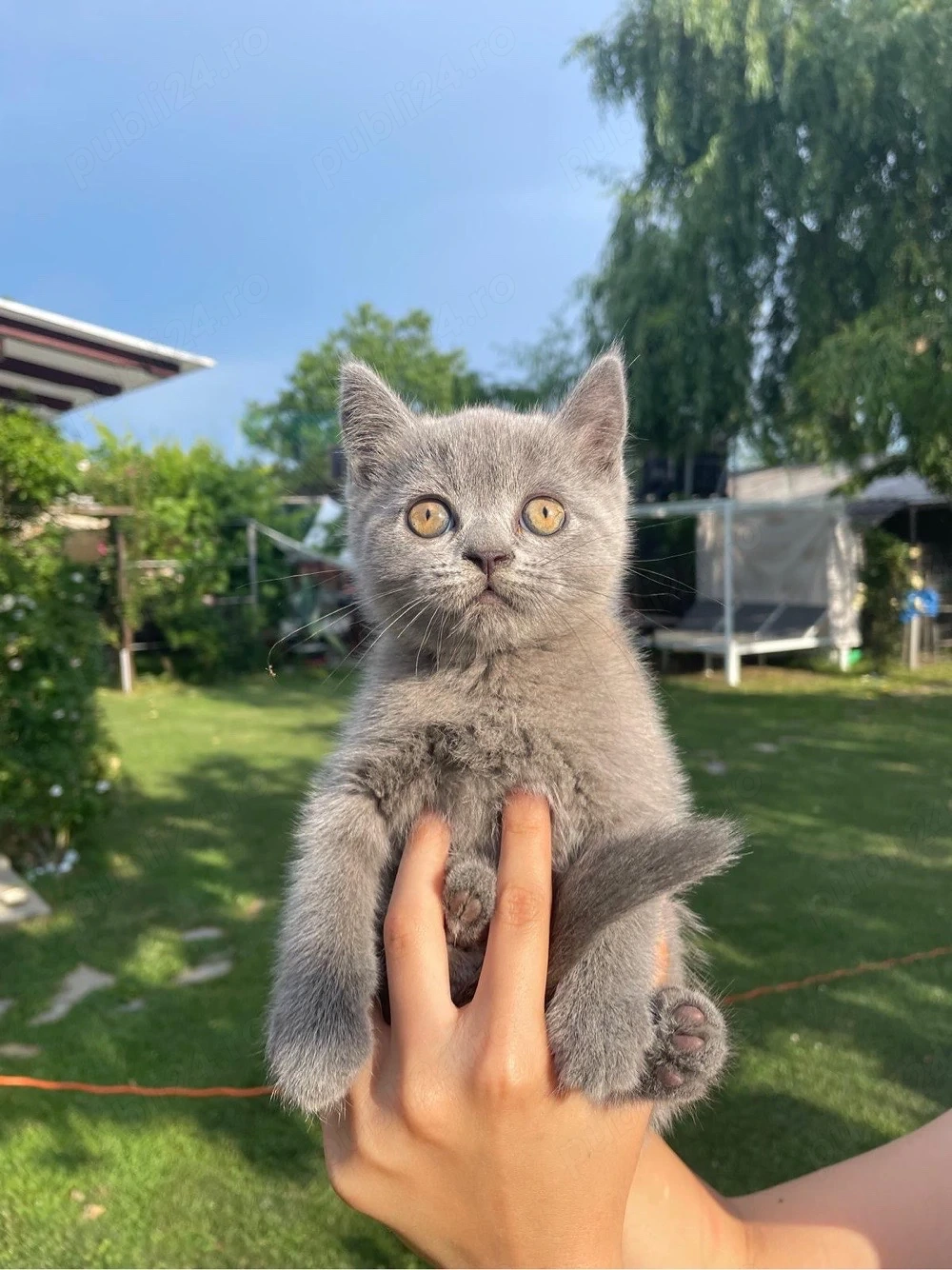 Pui pisica british shorthair