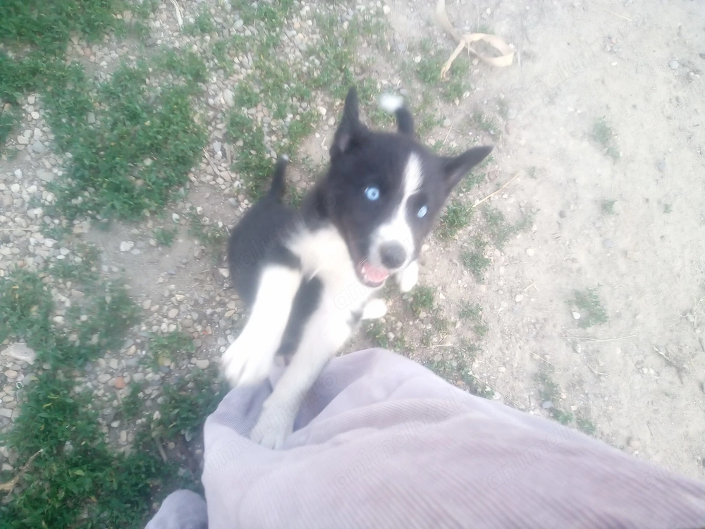 Cățeluși metiș border collie - husky