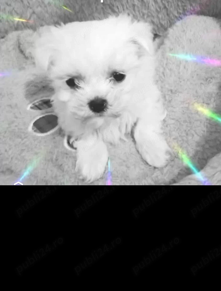 Bichon mini toy 