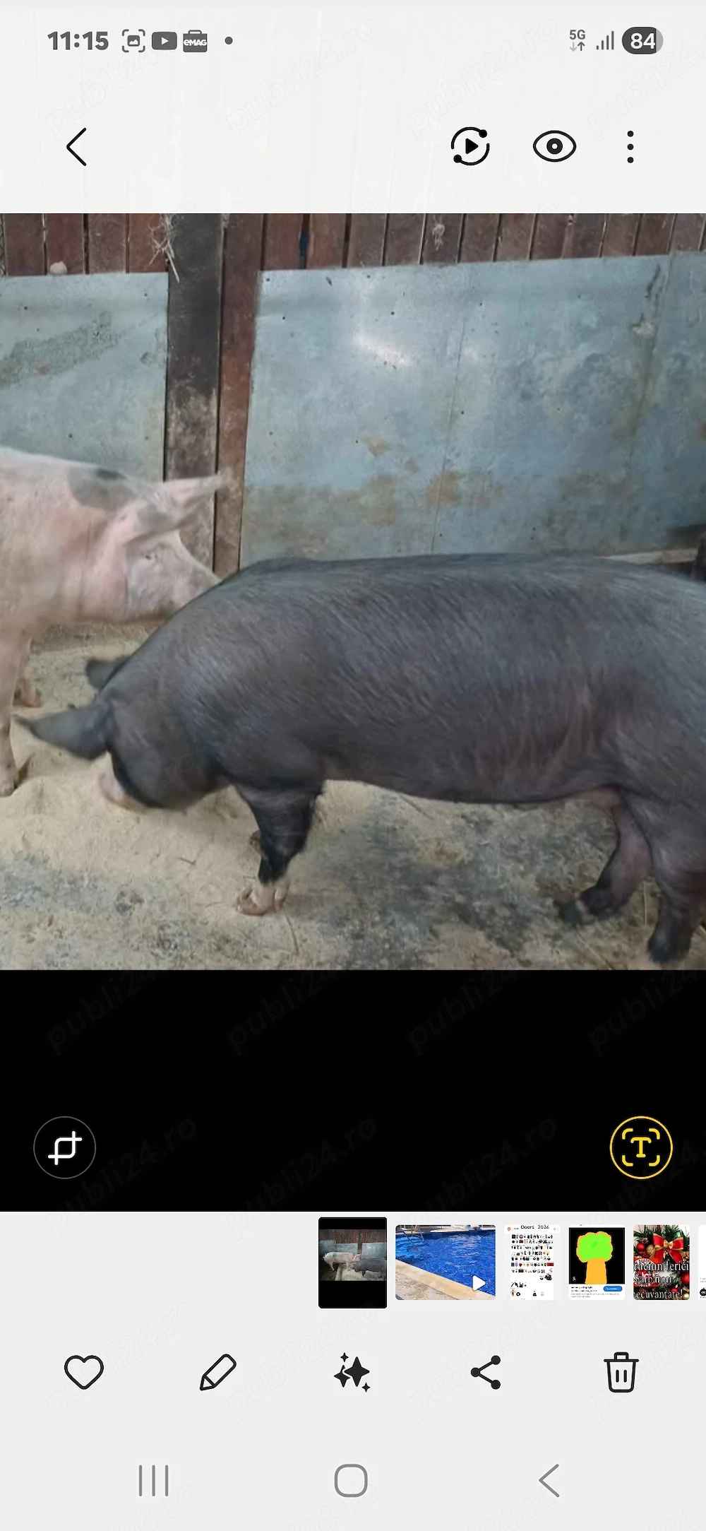 Vind porc 130kg