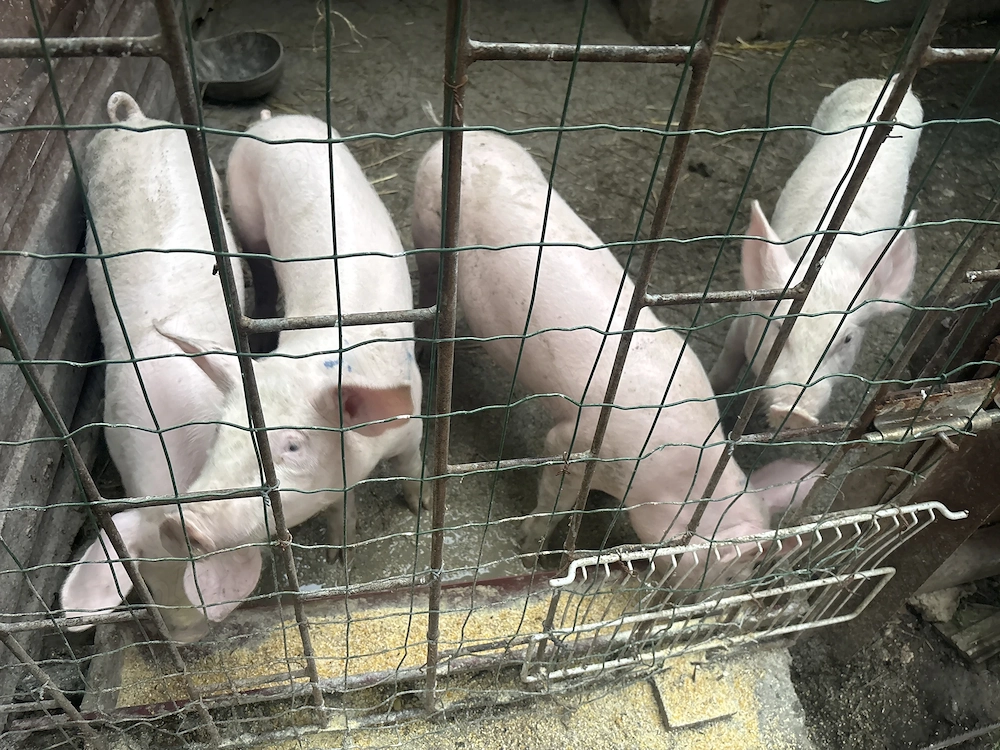 Purcei de vânzare în comuna Petrachioaia Ilfov 