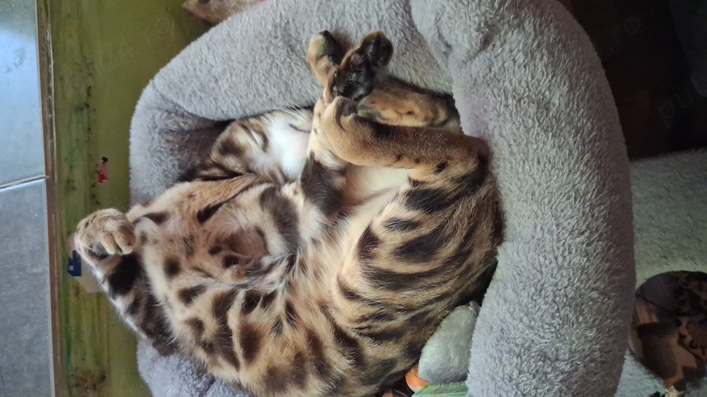 Vind pisica rasa bengal