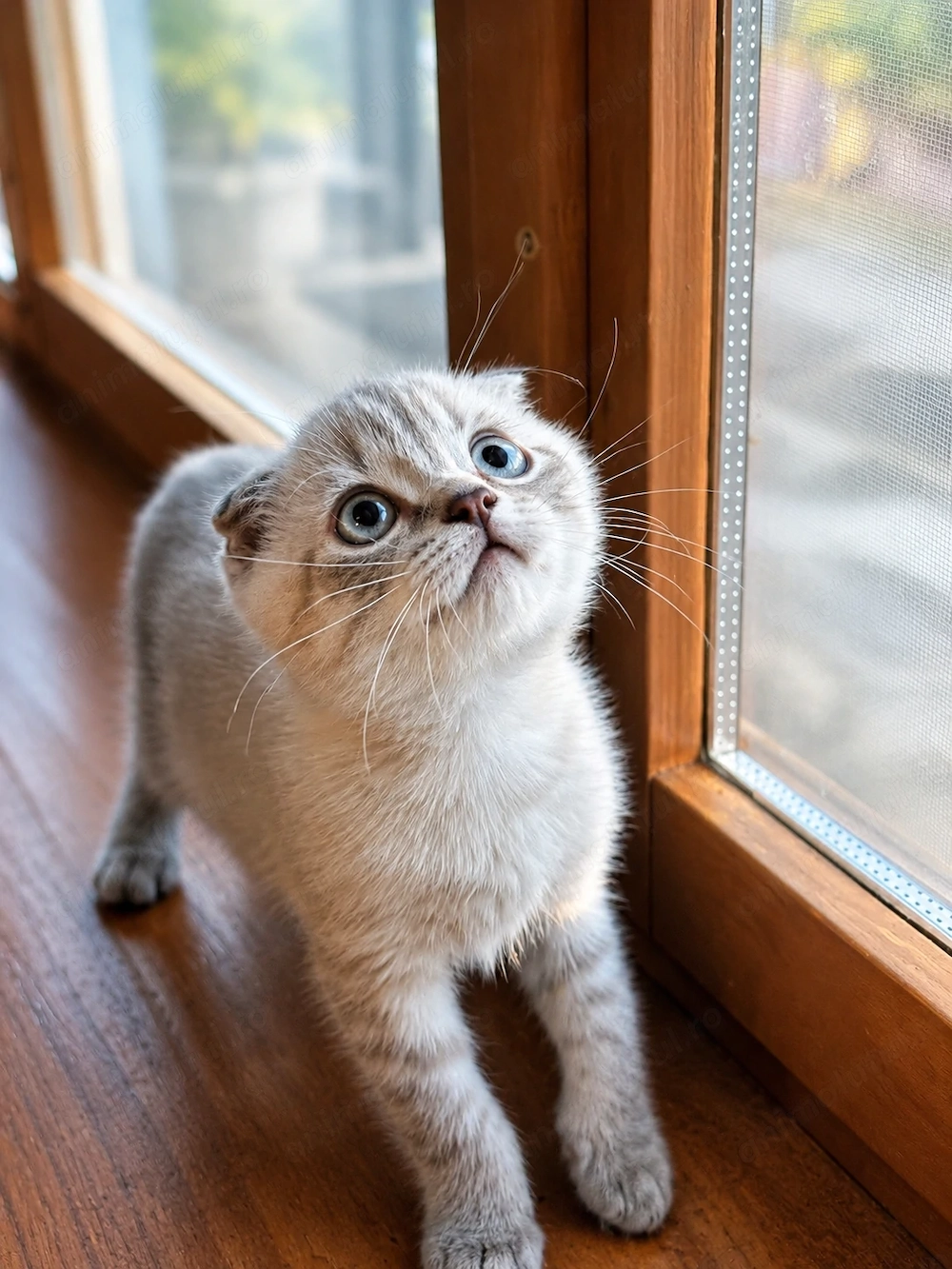 Scottish Fold pui mascul