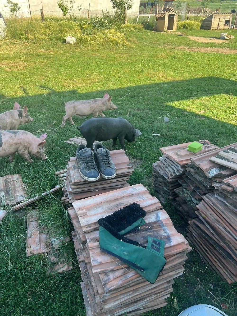Vand 5 purcei de 8 săptămâni 