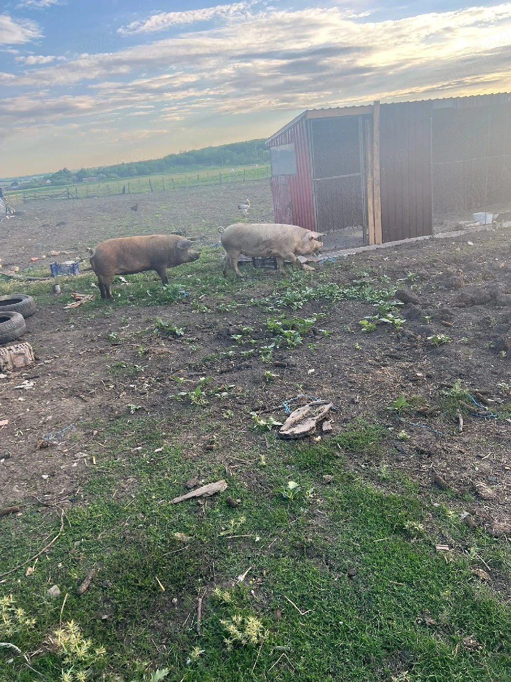 Porci de vânzare 
