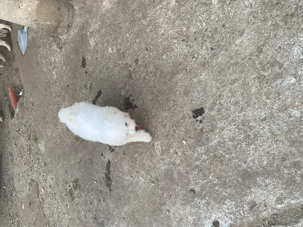 Bichon maltez mini toy