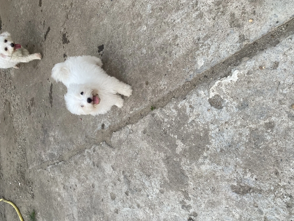 Bichon maltez mini toy 