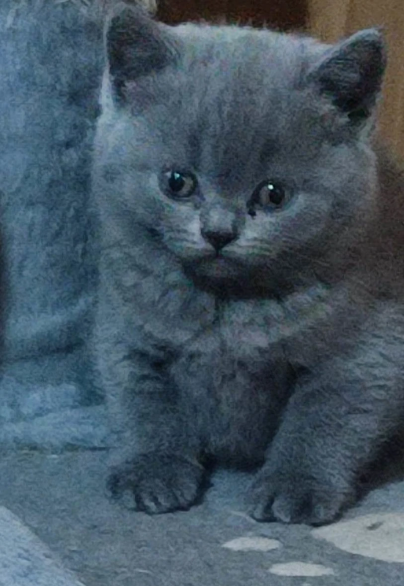 Pui British Shorthair