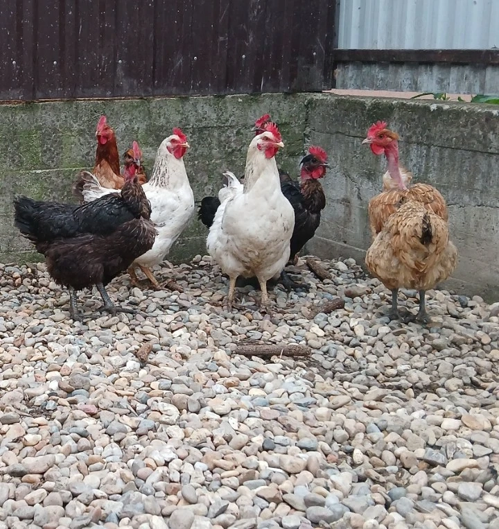 De vânzare 6 gaini de ouă verzi