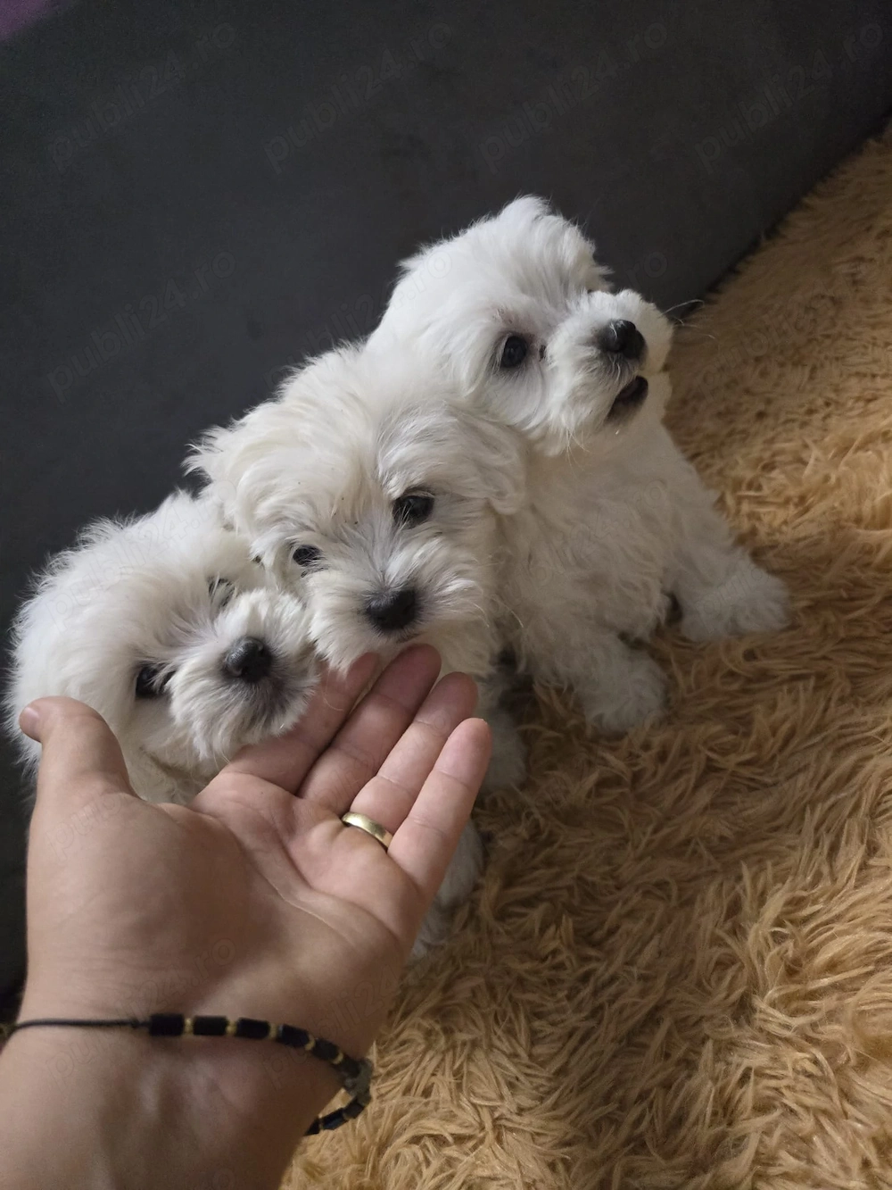 Vând căței rasa bichon maltez ,cu carnet și primul vaccin făcut?