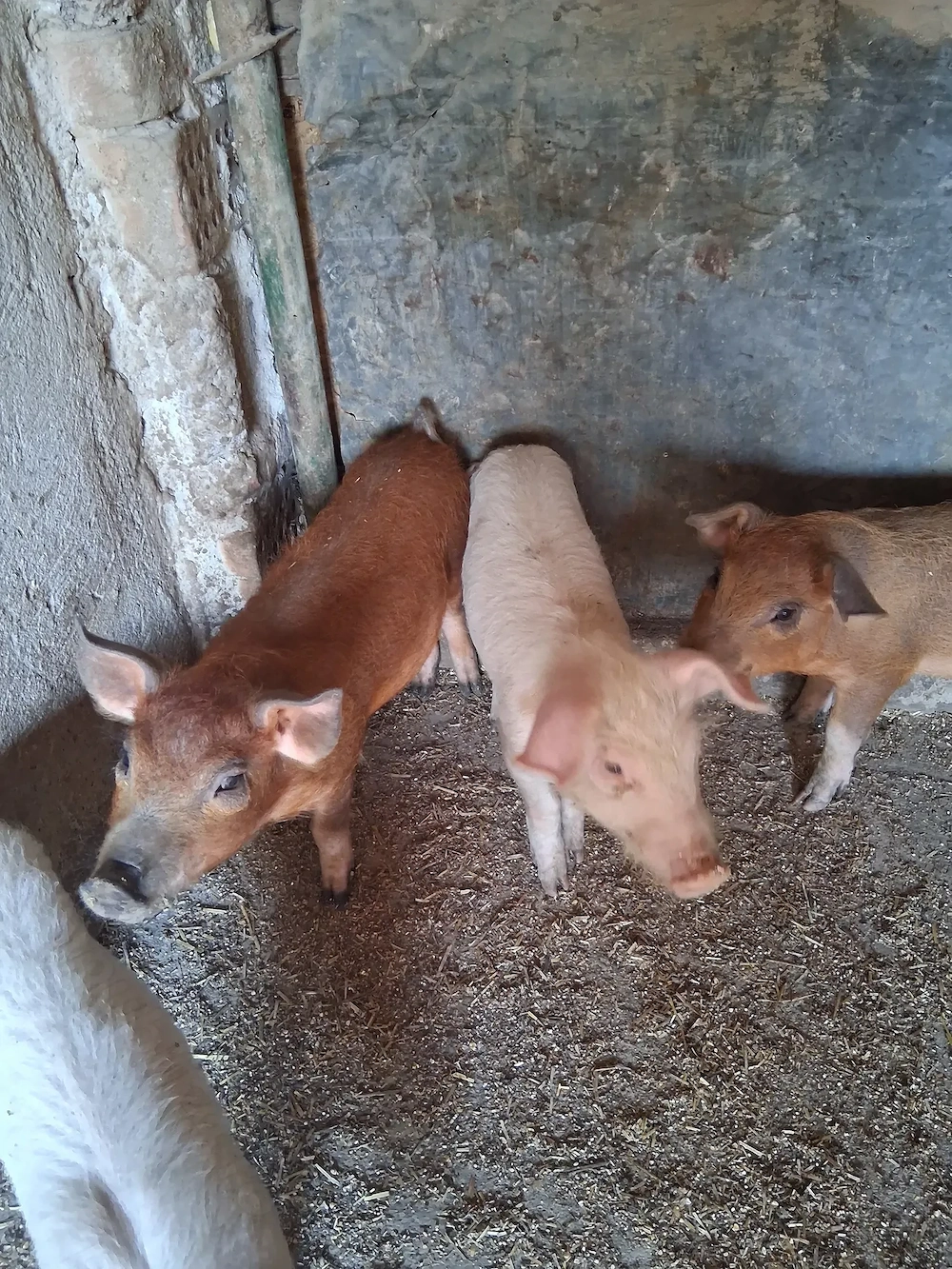 Purcei de vanzare 