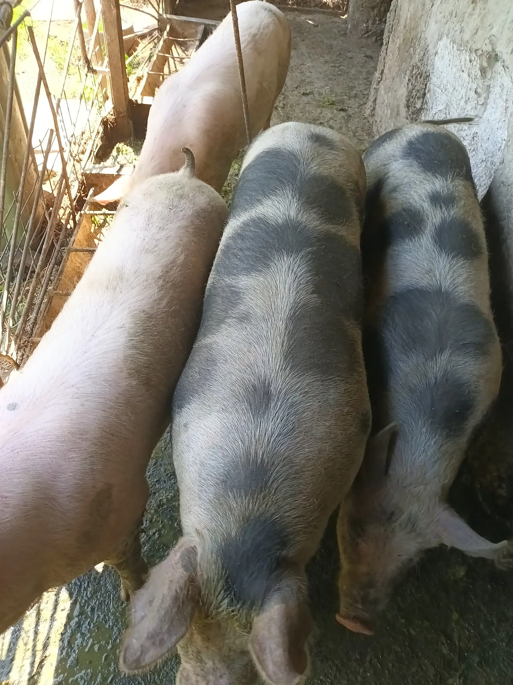 Porci de vanzare la alegere