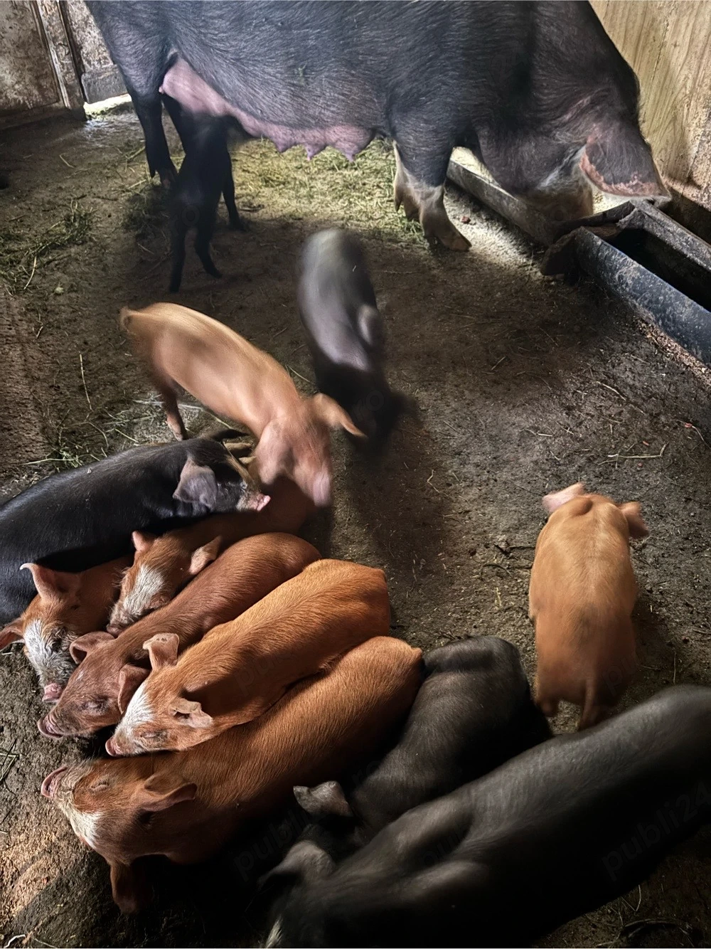 Vând scroafă Duroc cu 12 purcei   a doua fătare, purcei vaccinați, transport disponibil