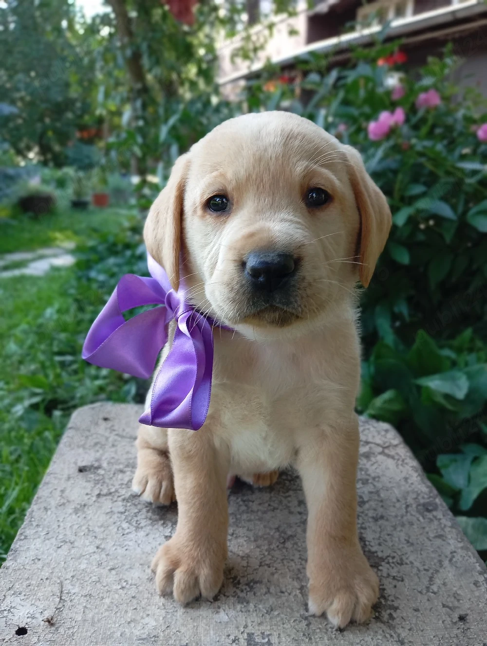 Puiuți de Labrador 